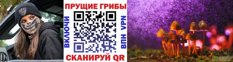 наркотики  Суздаль  Галлюциногенные грибы Psilocybine cubensis 